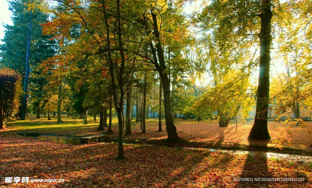 秋日林间光影美景