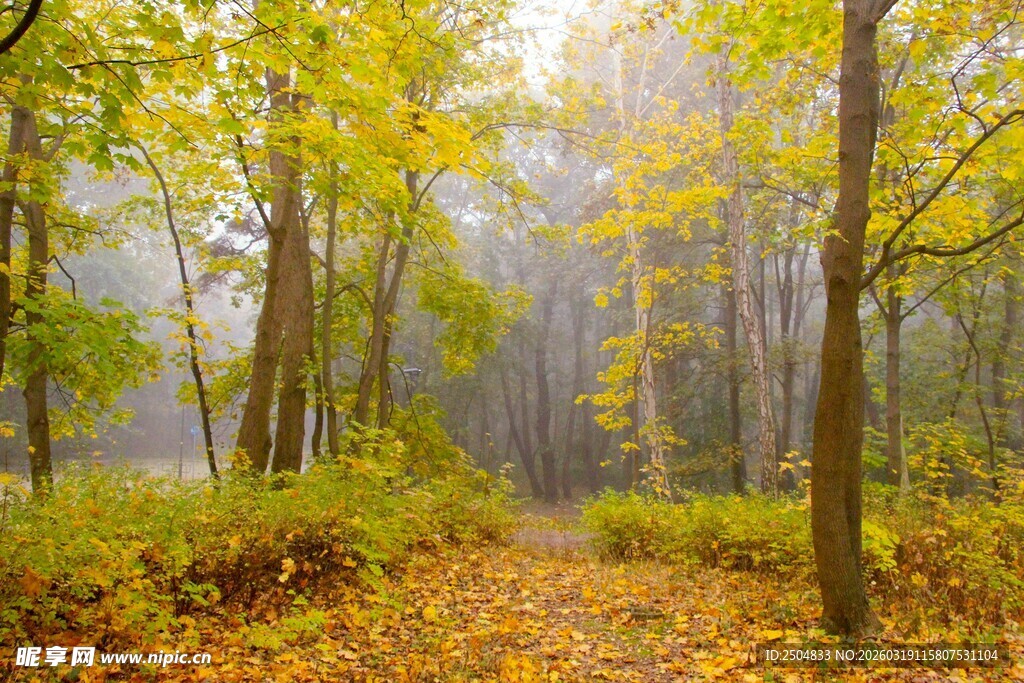 秋日晨雾中的静谧森林