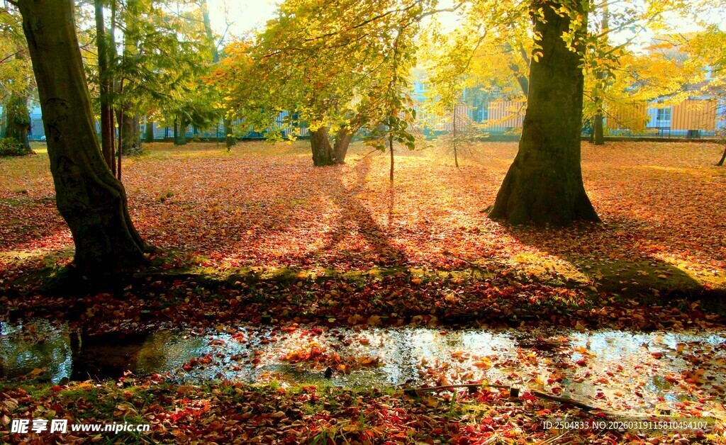 秋日公园落叶美景
