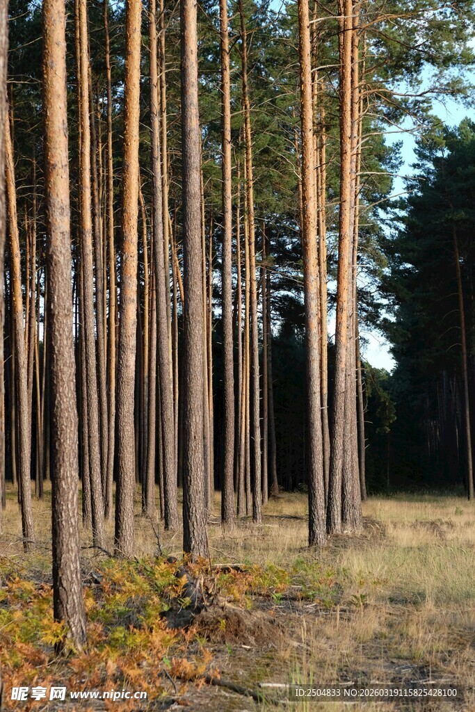 秋日松林景致