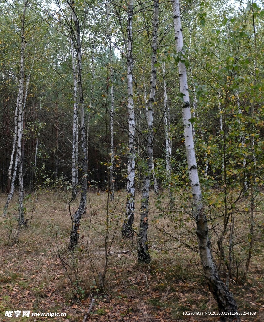 白桦林风景