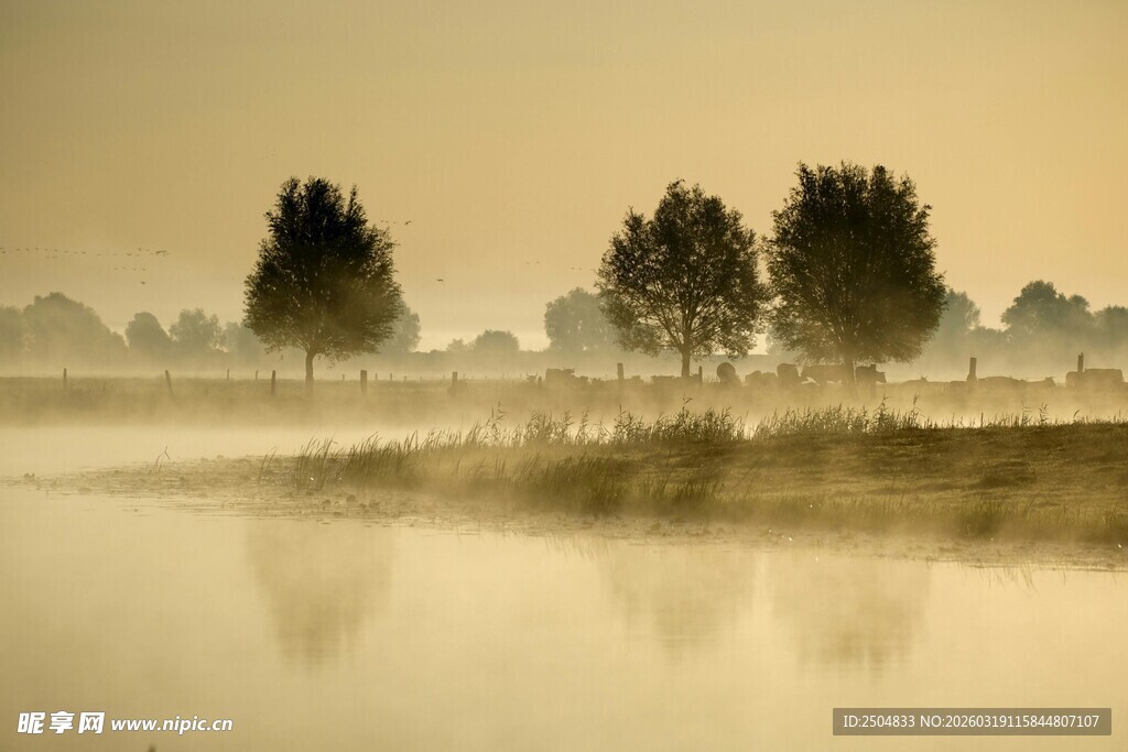 晨雾中的静谧湖畔树林