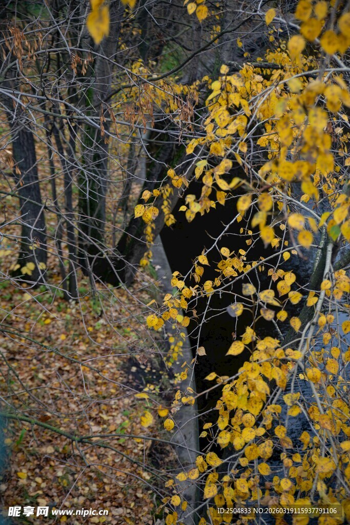 秋日林中黄叶下的身影