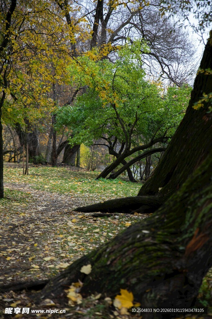 秋日林间倒木的自然景致