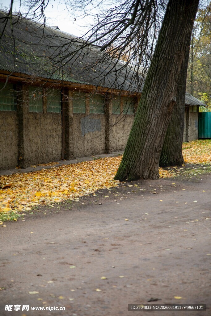 秋日树下的静谧庭院角落