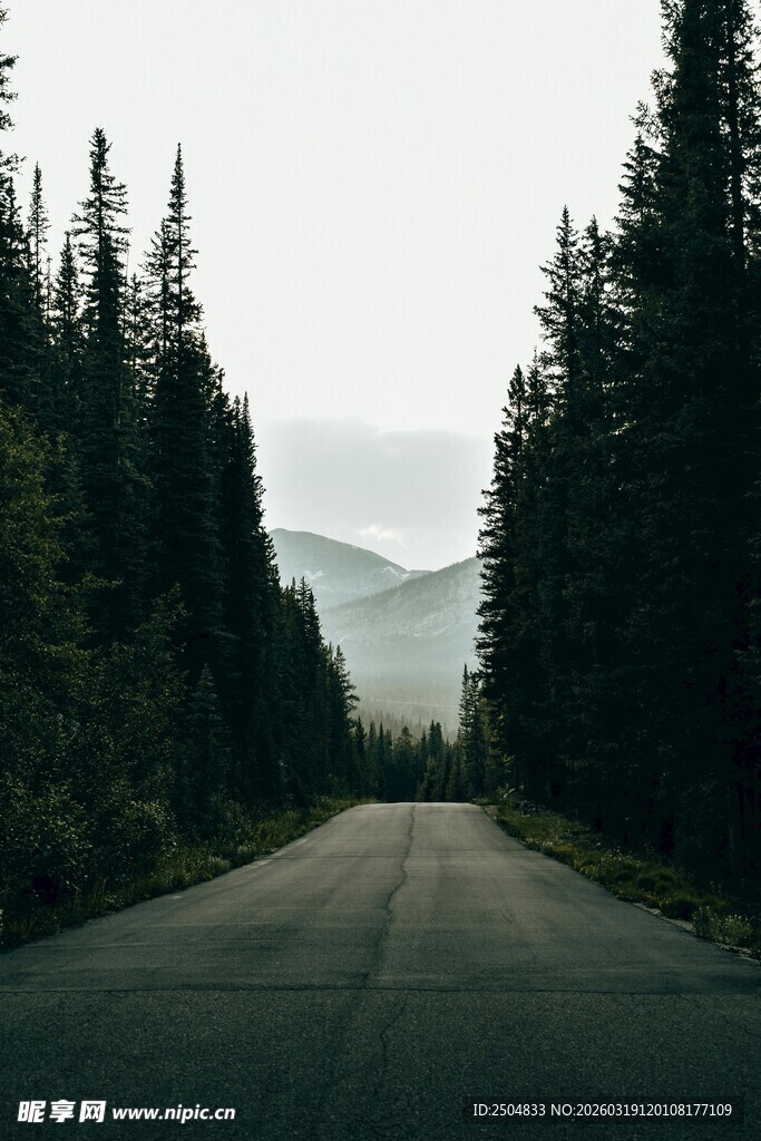 林间公路 通往静谧之境