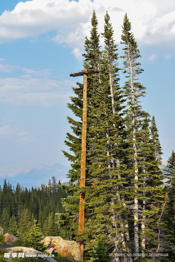 高山挺拔的松树林景观