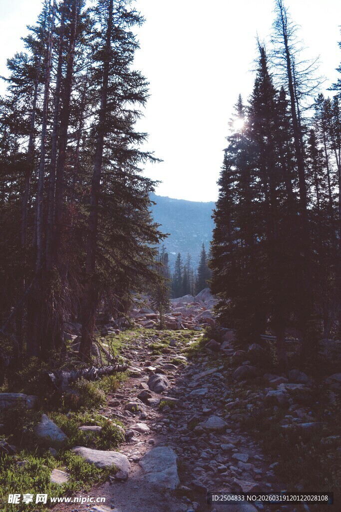 山间小径 穿行茂密松林