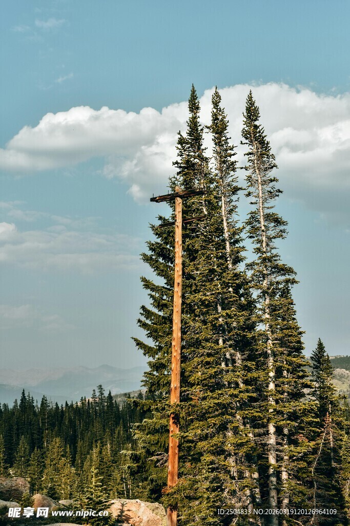 挺拔松树矗立山间美景