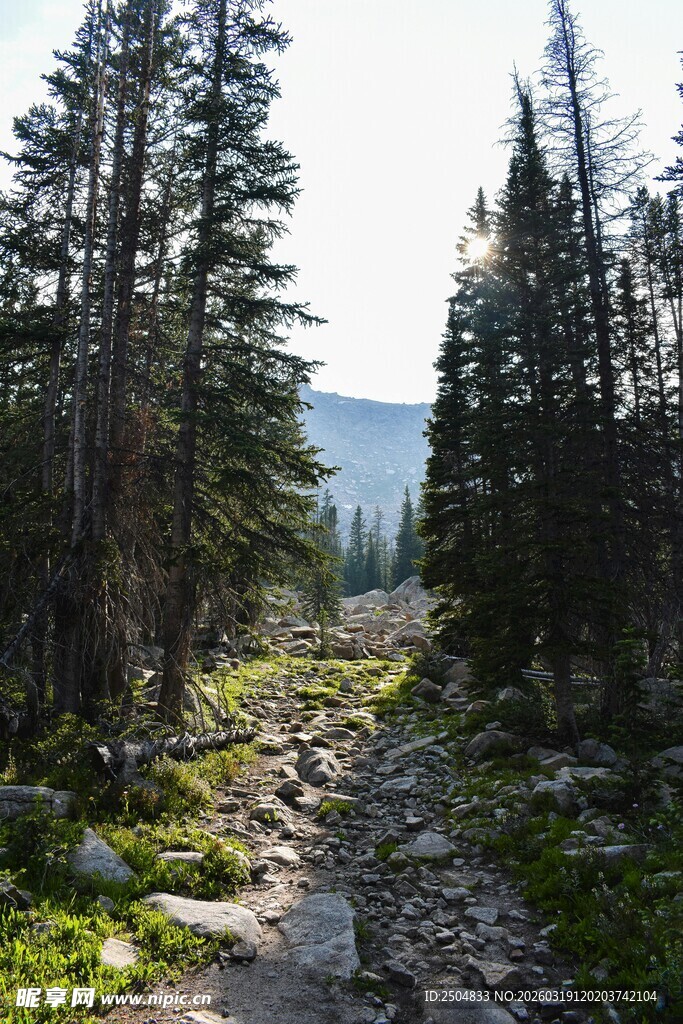 山间石径 穿行葱郁松林