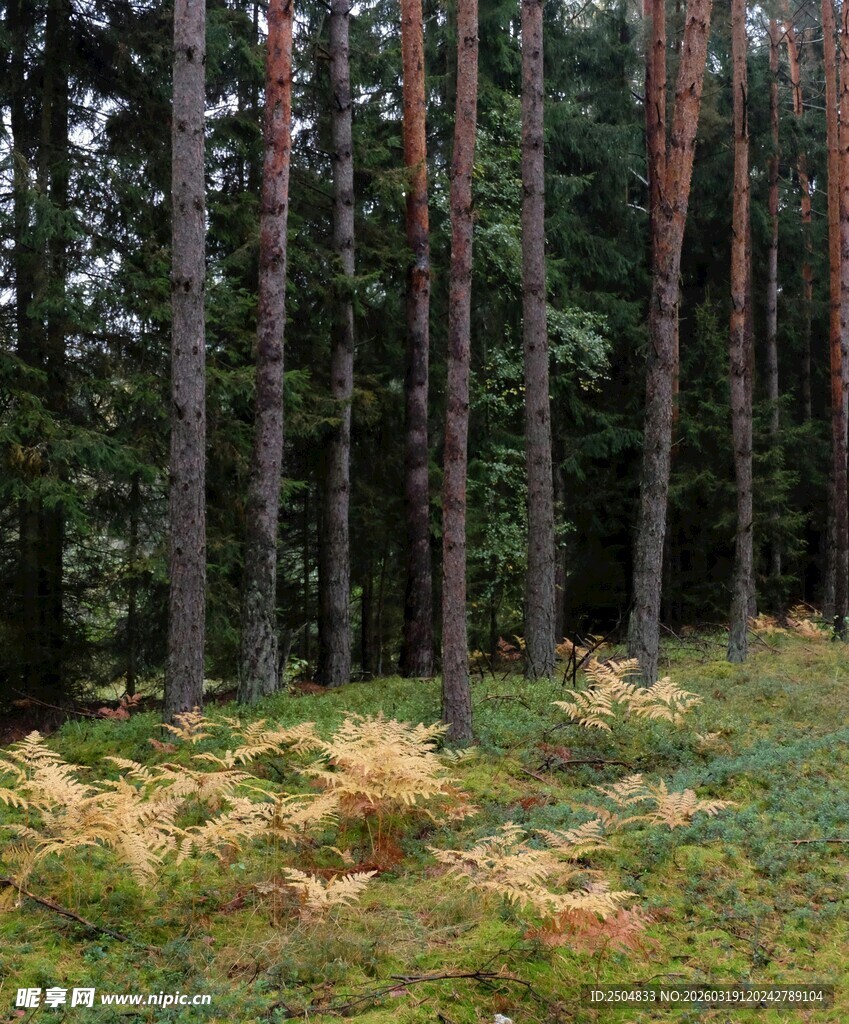 森林中的树木与低矮植被