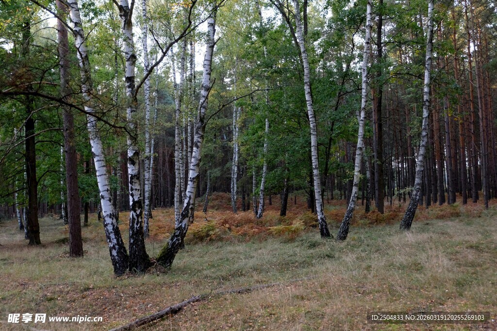 秋日白桦林风景