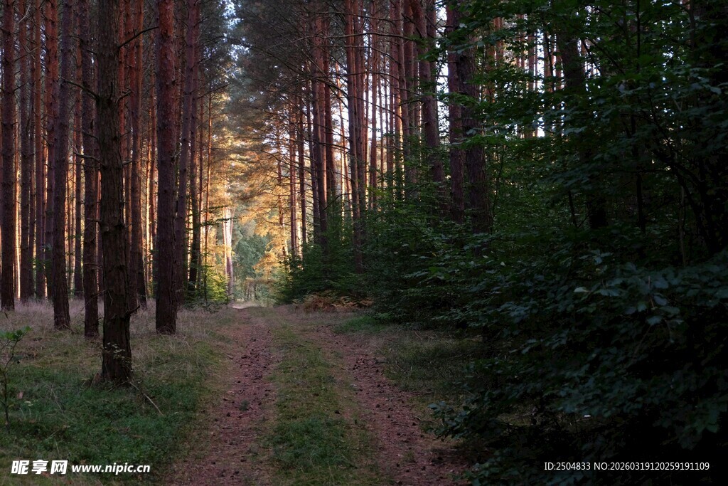 林间小道 阳光洒落的静谧