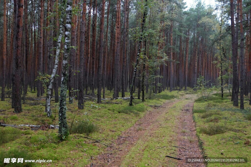 林间小径 静谧森林风光