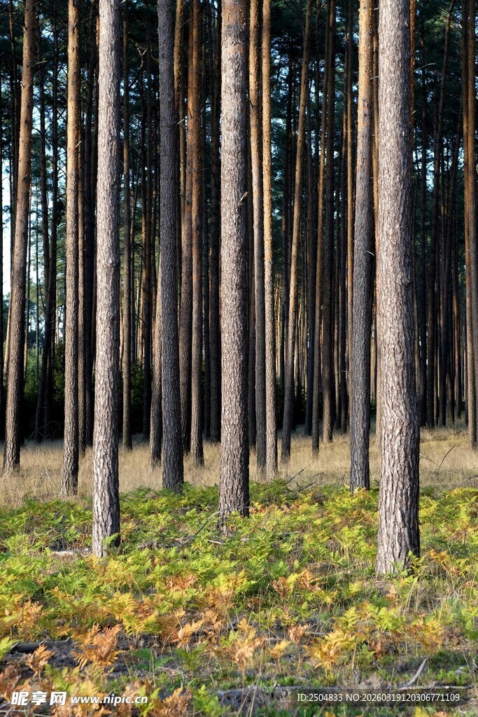秋日林间的挺拔树木