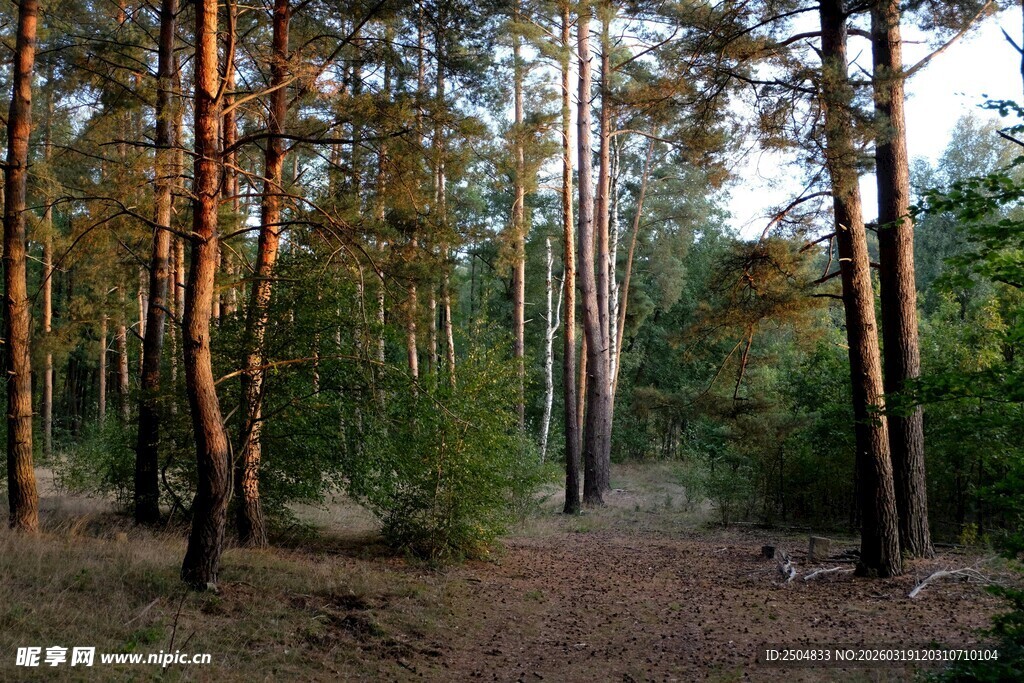 阳光洒落的静谧森林小道
