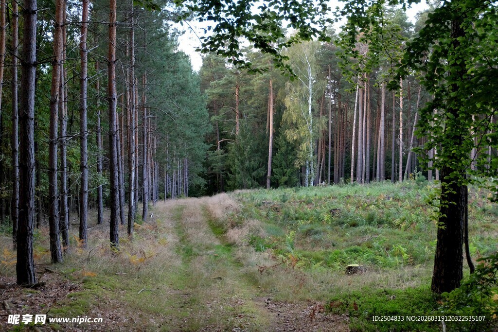 林间小道 静谧森林风光