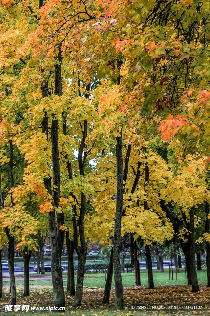 秋日金黄树林美景
