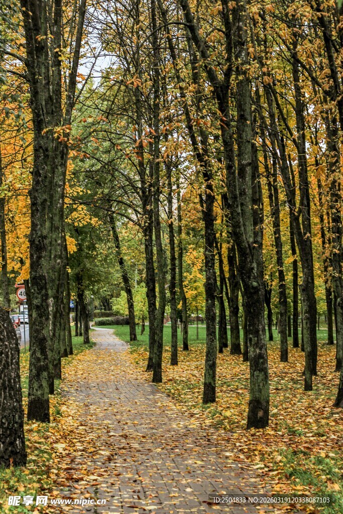 秋日林间小径 落叶铺满地