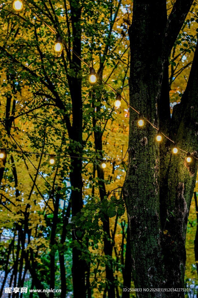 林间闪烁的温馨灯光