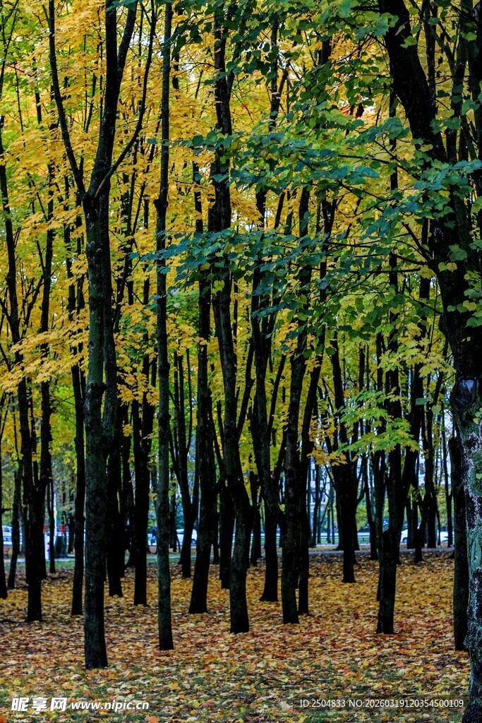 秋日斑斓树林风景