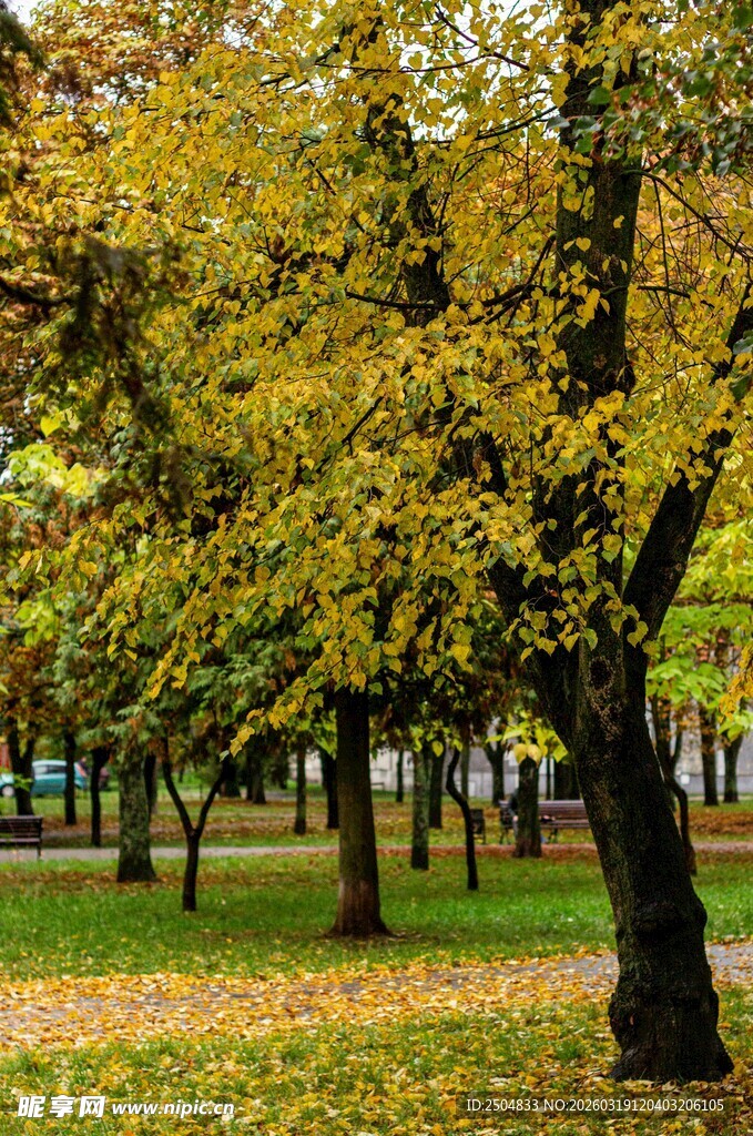 秋日公园银杏林美景