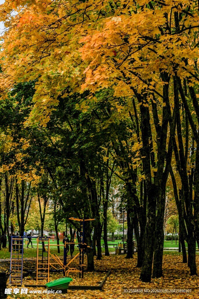 秋日公园斑斓树林景色