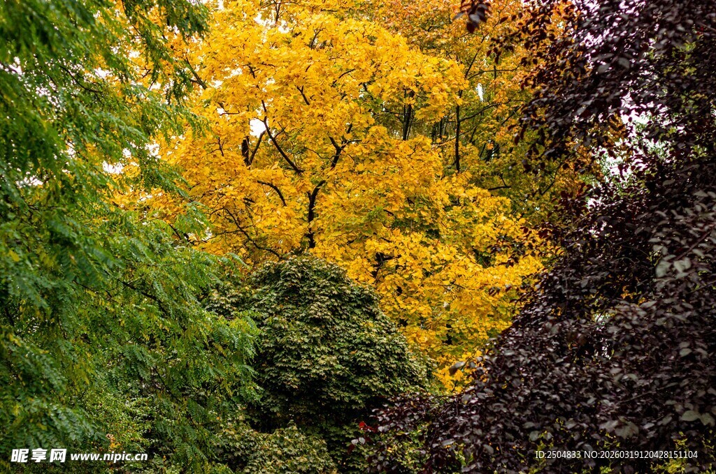 秋日斑斓树林美景