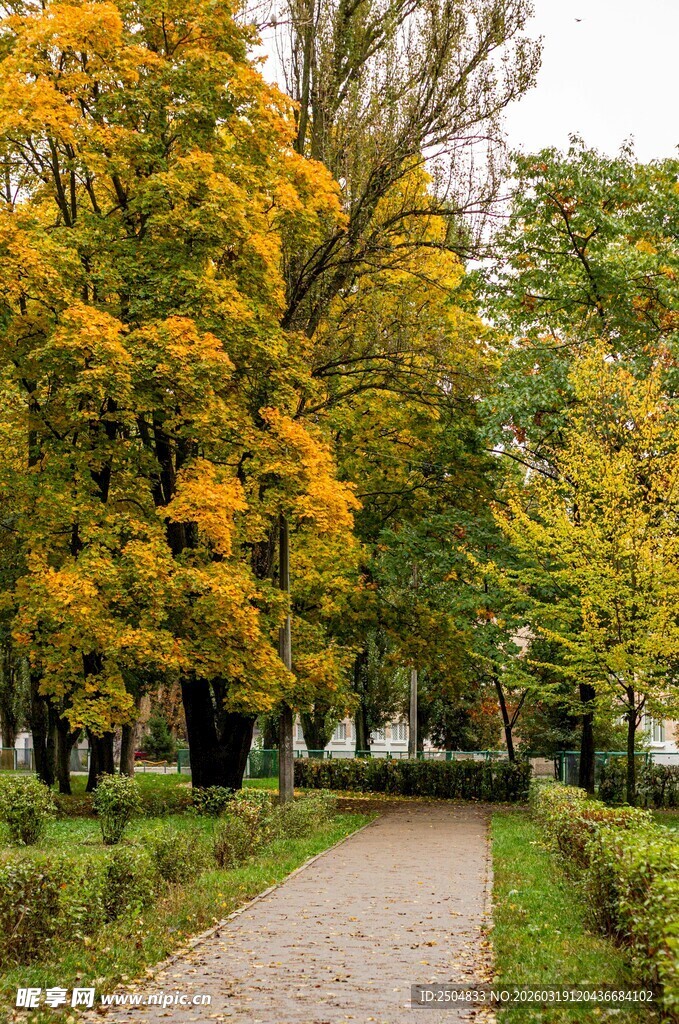 秋日林间小径的斑斓景致