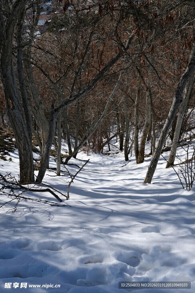 冬日雪覆林间小道