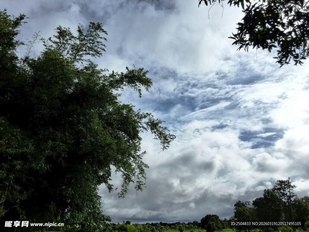 蓝天白云下的葱郁树林
