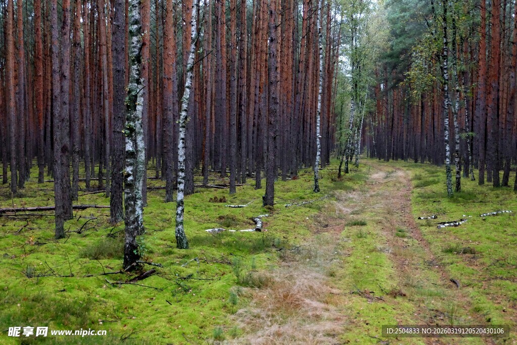 林间小径 漫步清新森林