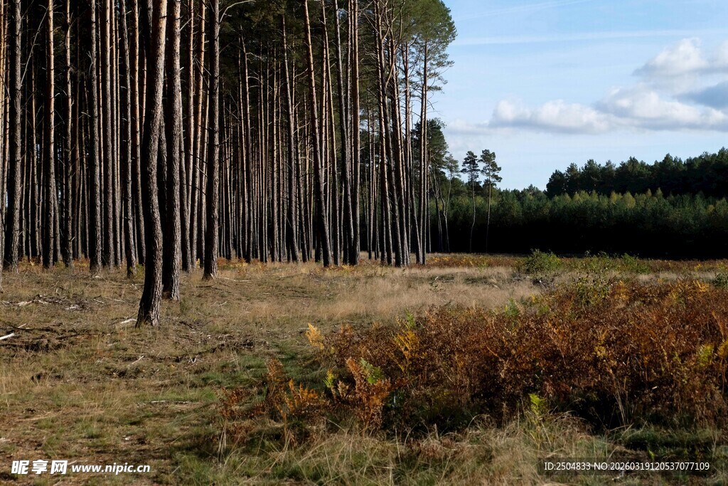 秋日森林旷野风景