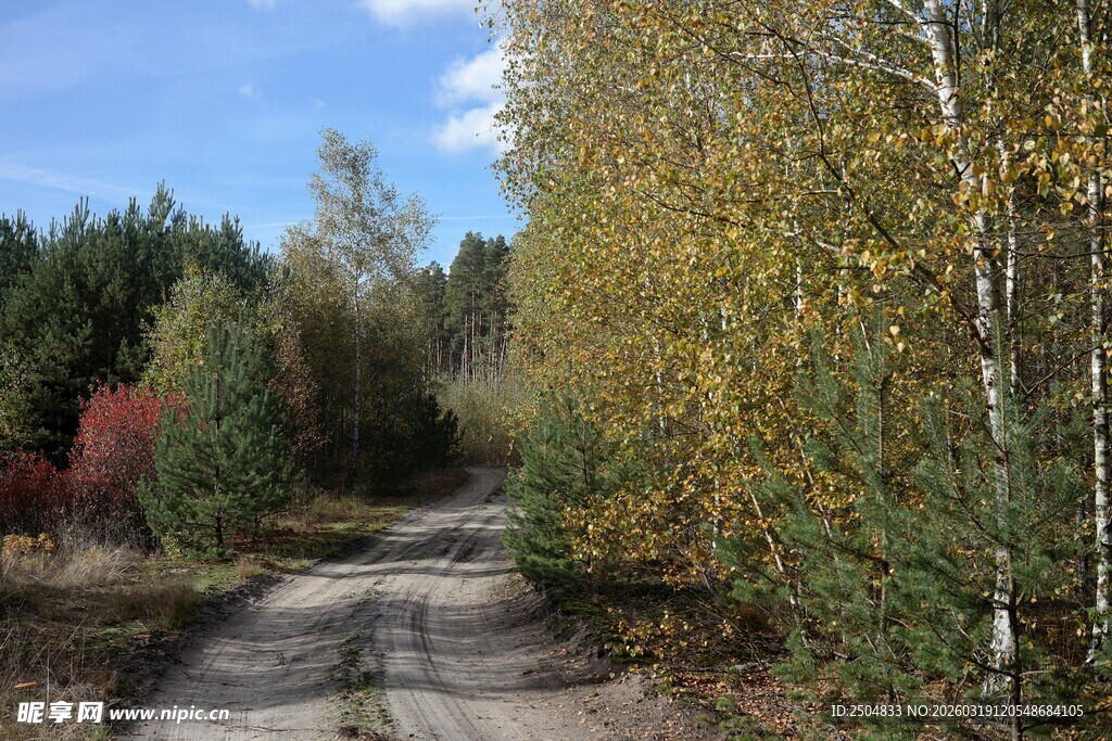 秋日林间小路风景