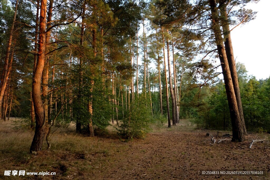 林间小道 阳光洒落松树林