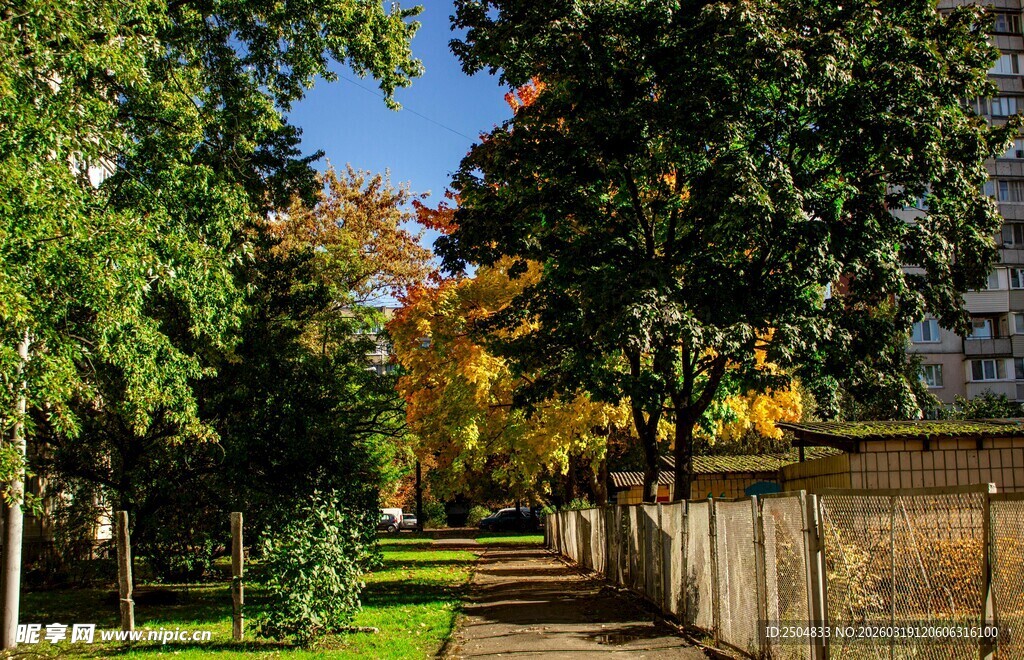 秋日林间小道的静谧景致