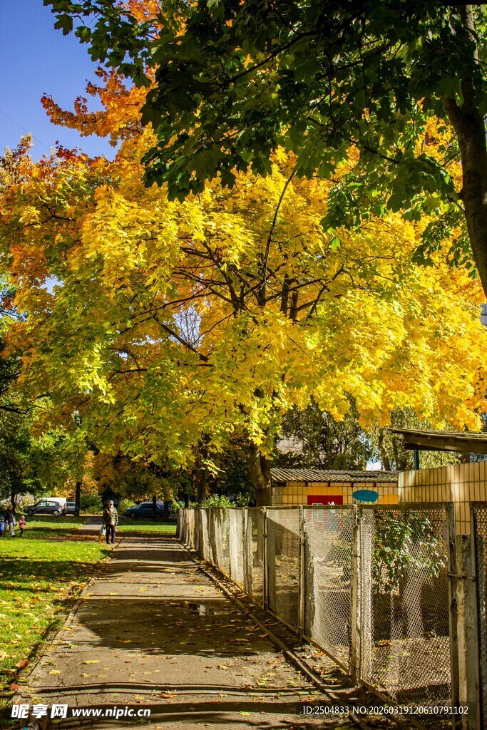 秋日林荫道美景