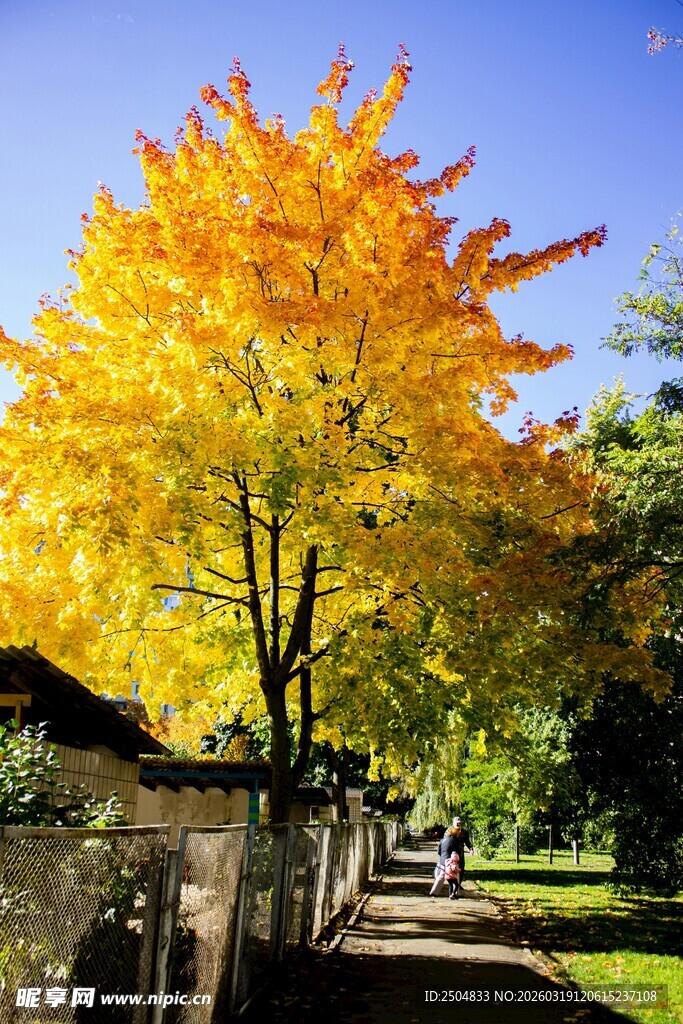 秋日金黄树木下的幽静小径