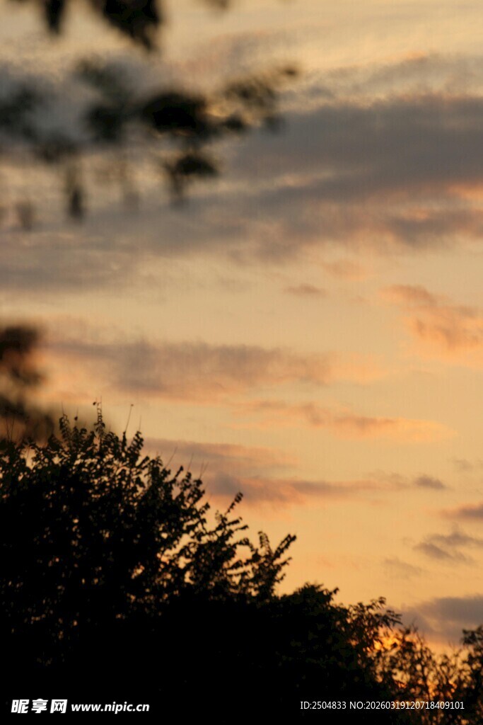 黄昏时分的树木与天空