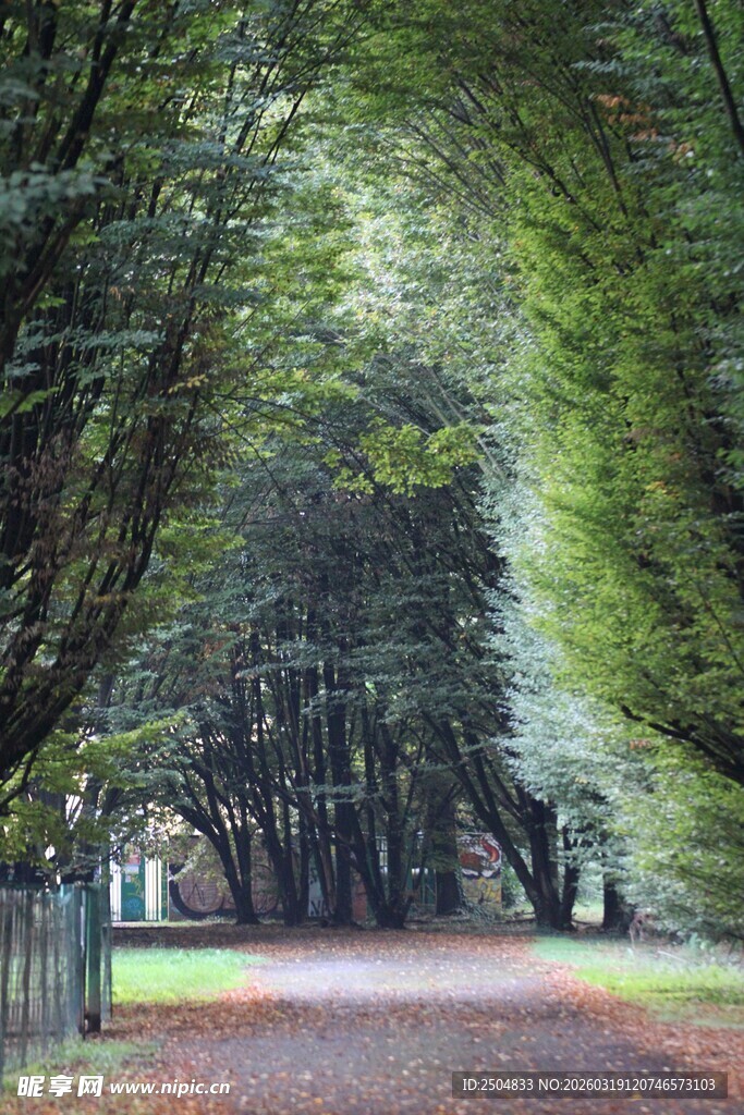 林荫小道 静谧自然之景