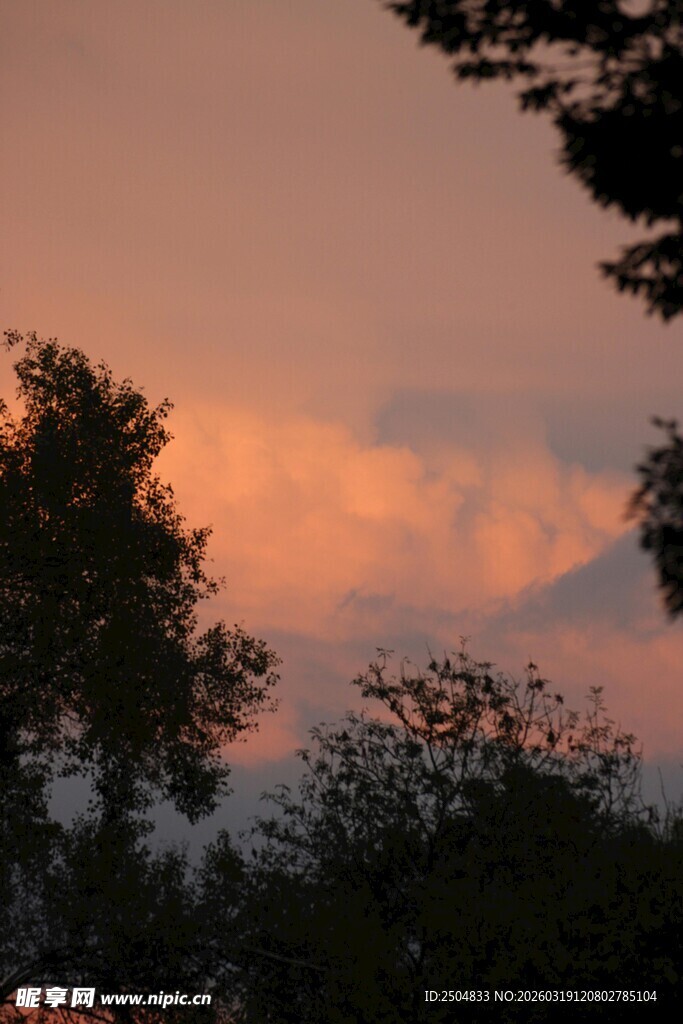 黄昏时分的树林霞光美景