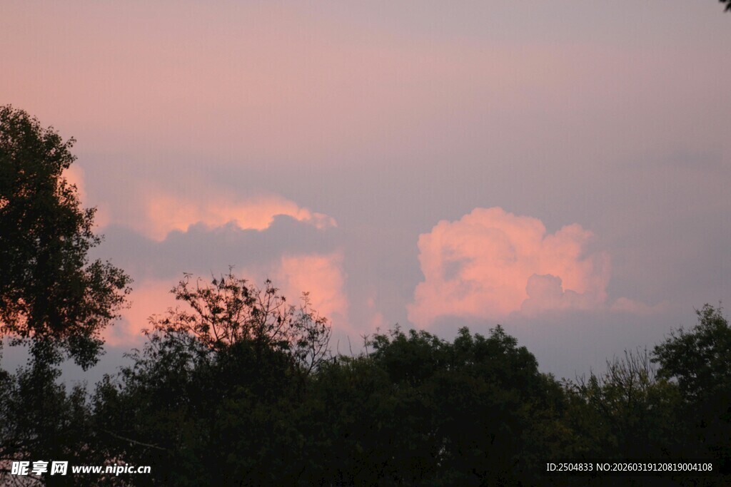 夕阳下的树梢与粉色云朵