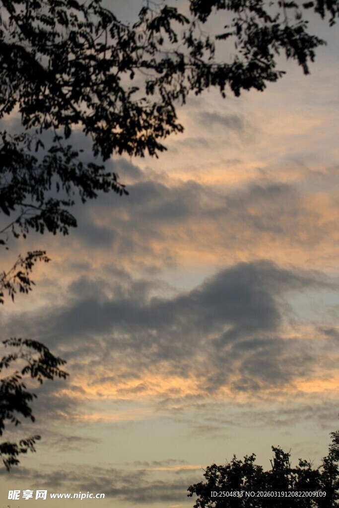 黄昏时分树梢上的绚丽云彩