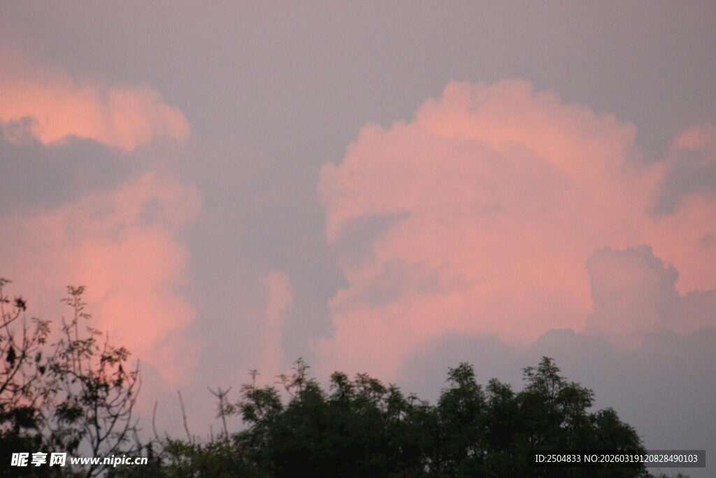 粉霞映空下的树木轮廓