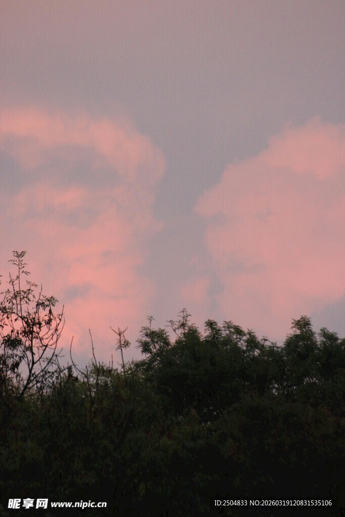 黄昏树梢上的梦幻粉云