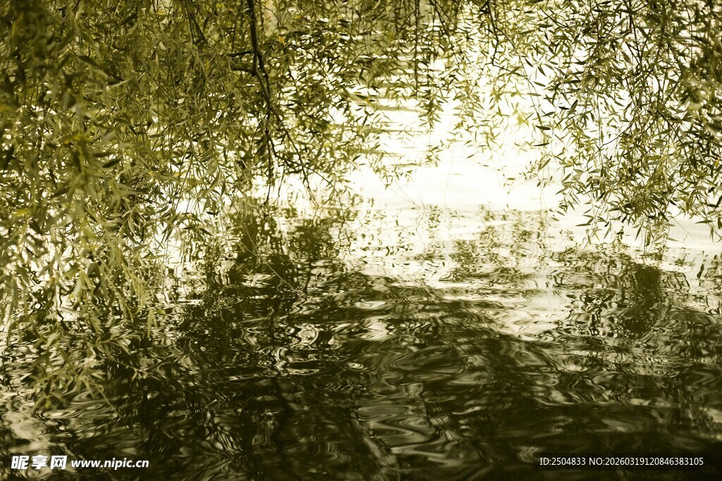 林间阳光洒落的静谧水域