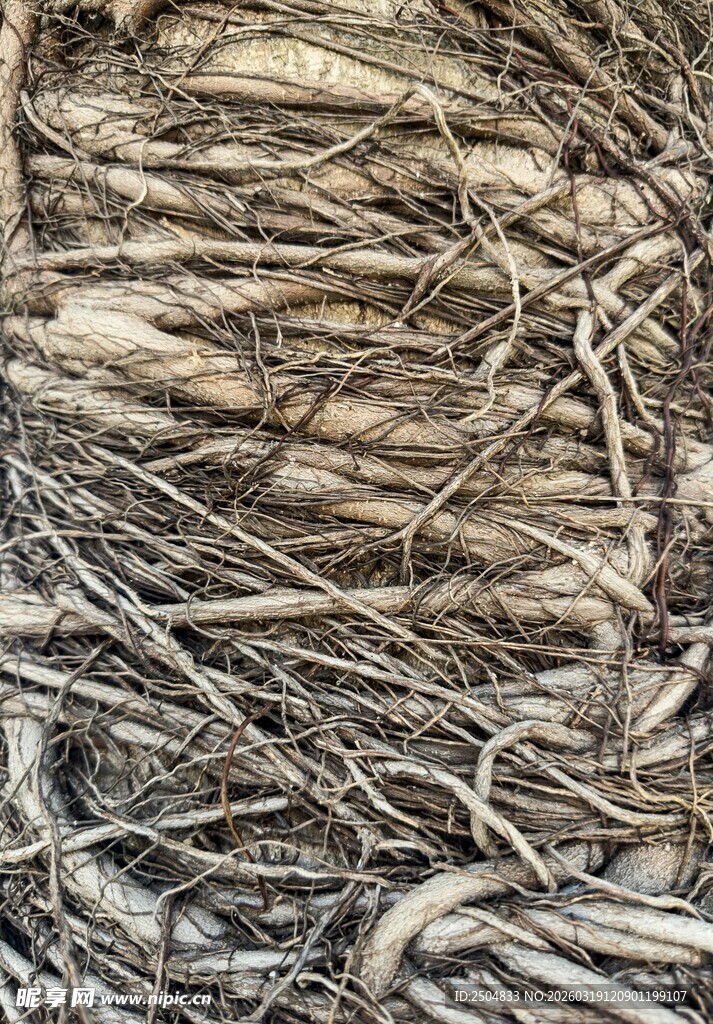 盘根错节的植物根系