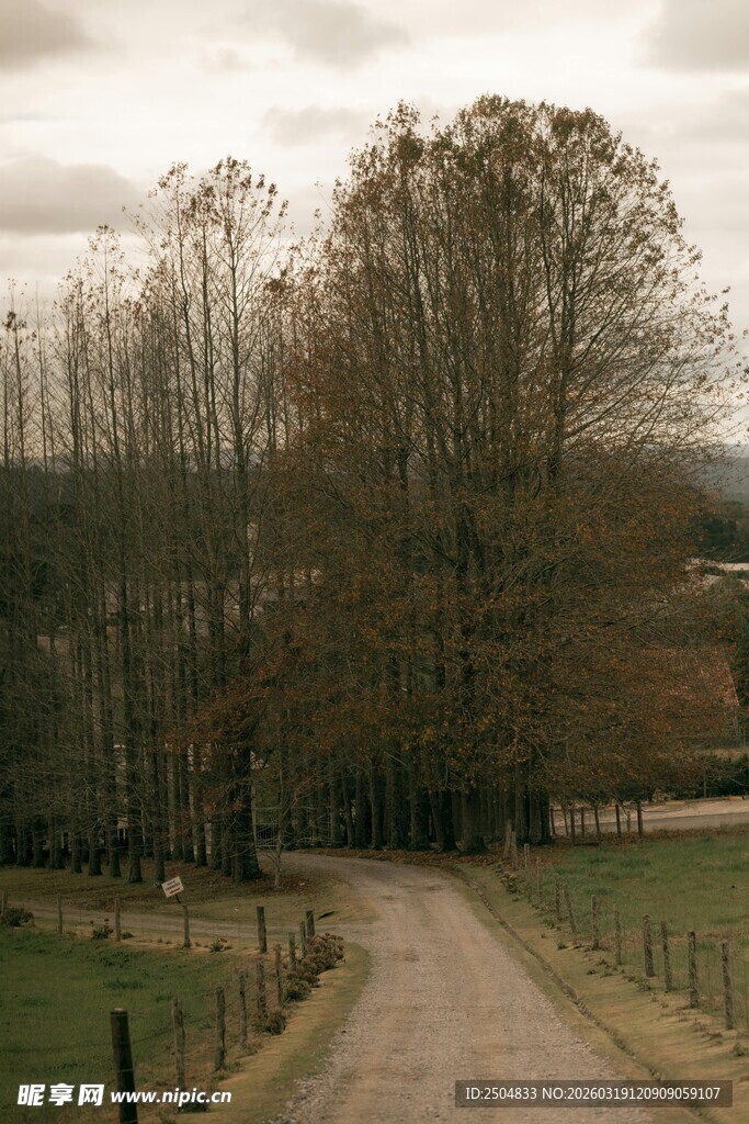 乡村土路 萧瑟树木与田野