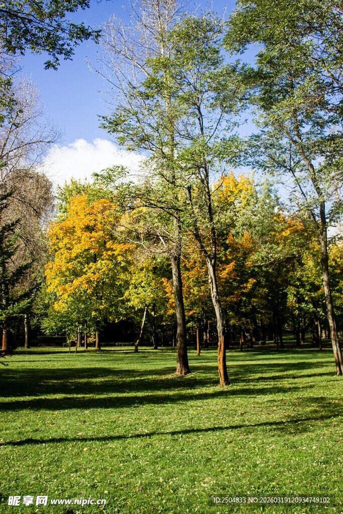 秋日公园绿意与黄叶交织