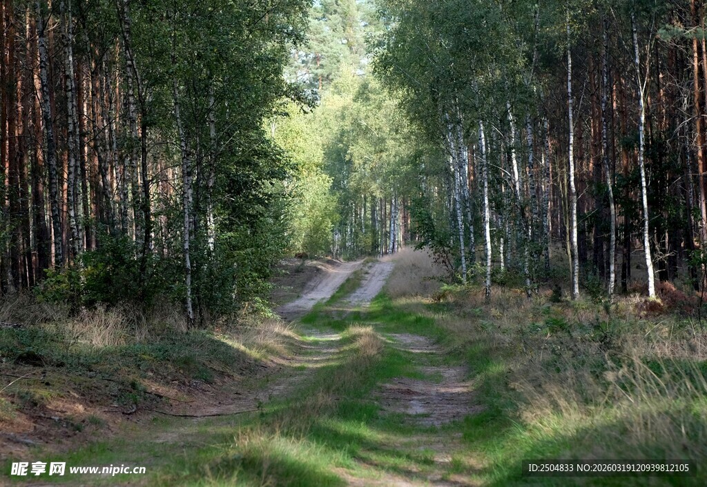 林间小道 阳光洒落的静谧